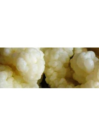 Ряженка и другие кисломолочные продукты Streptococcus thermophilus 1000-2000 кг смеси,  41-43ºС