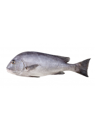 Рыба Cладкогуб оптом