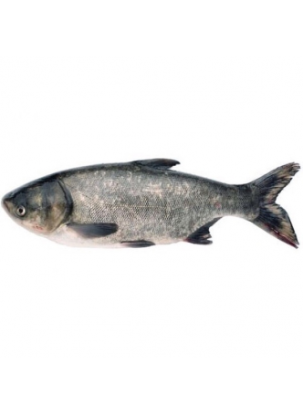 Рыба Толстолобик крупная живая оптом
