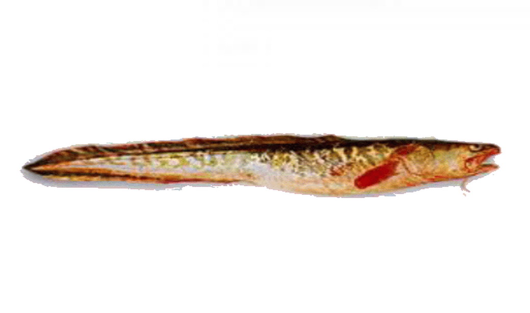 Креветочная рыба фото без головы